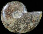 Polished, Agatized Ammonite (Cleoniceras) - Madagascar #59883-1
